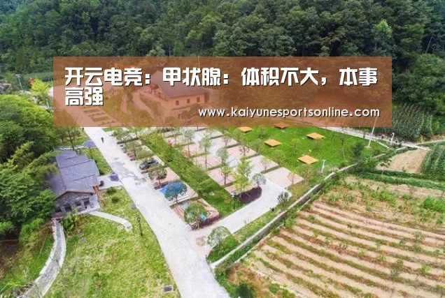 开云电竞:甲状腺:体积不大,本事高强(图4) 电竞官网